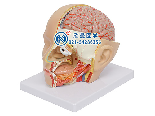 XM-607B头部解剖模型,颅脑矢状窦解剖模型
