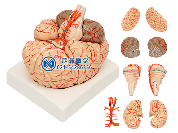 XM-606A脑及脑动脉模型