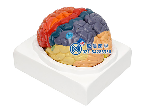 XM-604大脑皮质分区模型