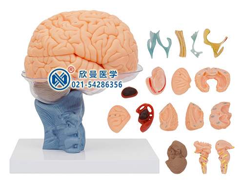 脑解剖模型
