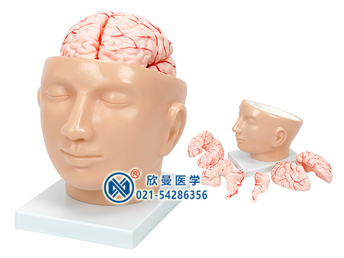 头解剖附脑动脉模型,脑模型
