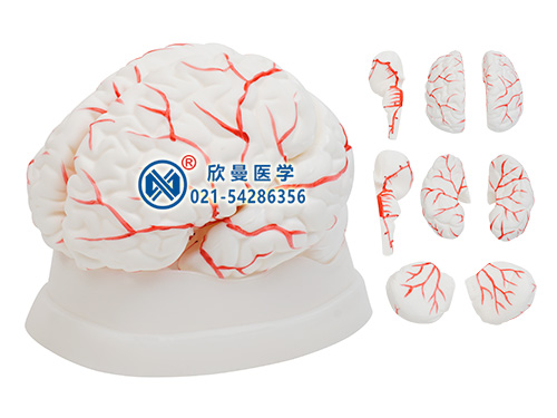 XM-606脑动脉模型