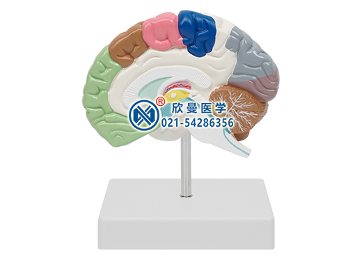 大脑剖面模型,右半脑模型