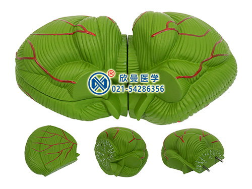 小脑放大模型,小脑模型