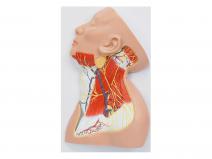 颈部浅表神经解剖模型