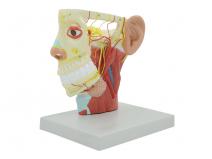 头颈部神经模型