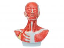 头、面、颈部解剖和颈外动脉配布模型