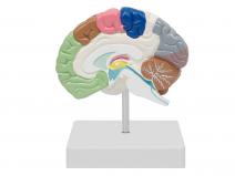 大脑剖面模型-右半脑模型