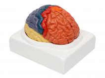 大脑皮质分区模型
