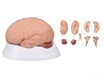 脑解剖模型（9部件）