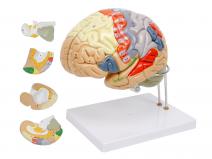 脑解剖模型（放大2倍，4部件）