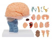 脑解剖模型（15部件）