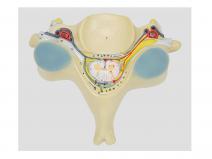 脊髓横断模型-第五颈椎附脊髓和脊神经放大模型