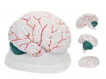 脑解剖模型（3部件）