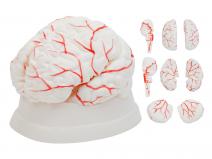 脑动脉模型（8部件）