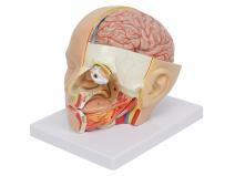 头部解剖模型-颅脑矢状窦解剖模型