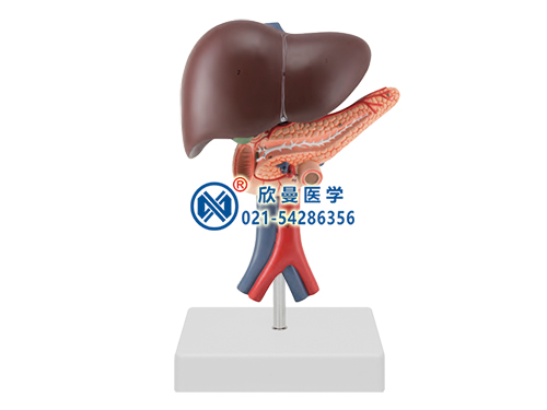 XM-508A肝胰十二指肠模型