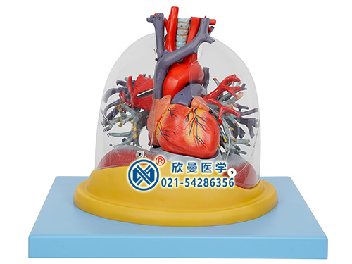心肺与透明肺气管支气管树模型