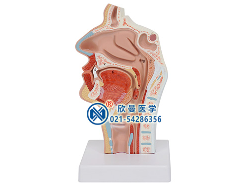 鼻腔口腔纵切模型