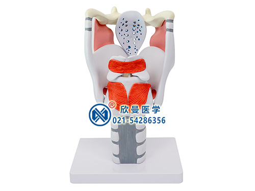 XM-544喉结构与功能放大模型