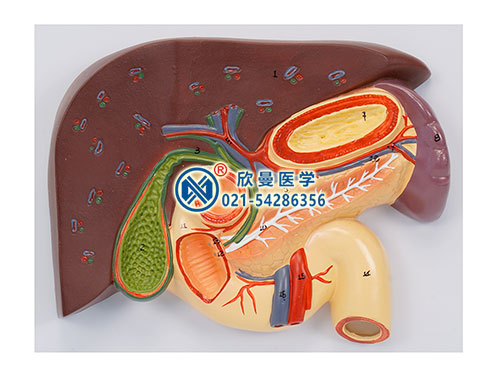 肝胆胰十二指肠胃切面模型