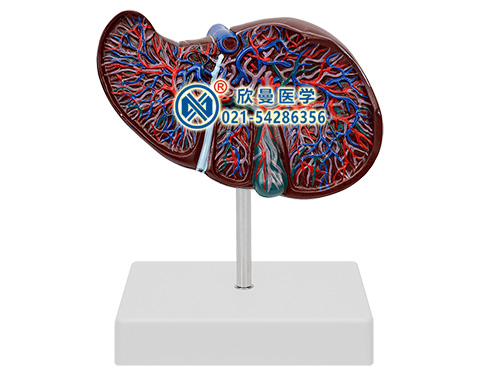 XM-507肝解剖模型,肝与胆囊模型,肝脏模型