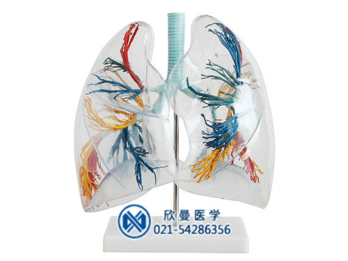 透明肺段模型