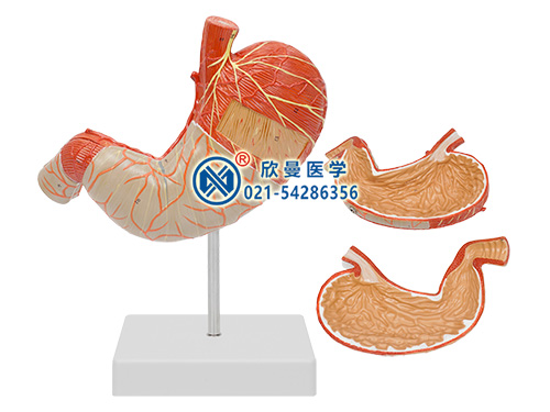 胃肌解剖放大模型,胃解剖模型