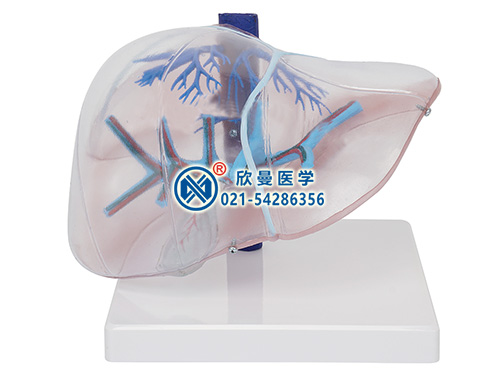 XM-507A透明肝脏模型,透明肝段模型
