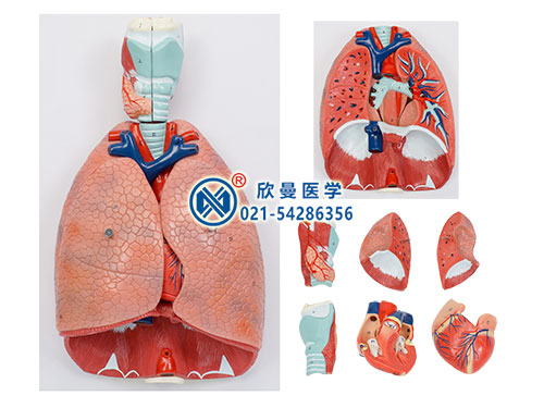 喉心肺解剖模型,呼吸系统模型