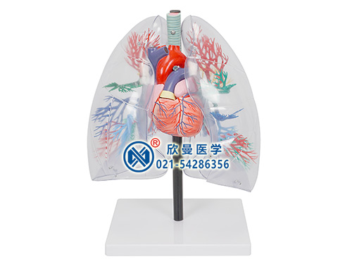 透明肺气管支气管和心脏模型