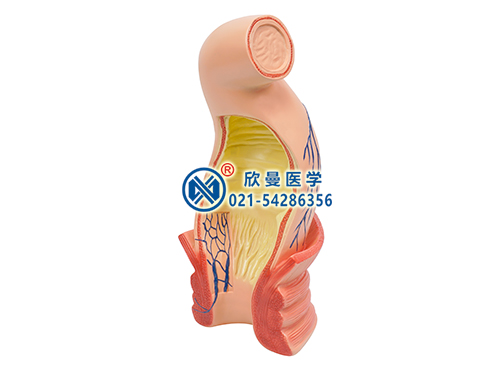 直肠肛管直环及静脉通道模型