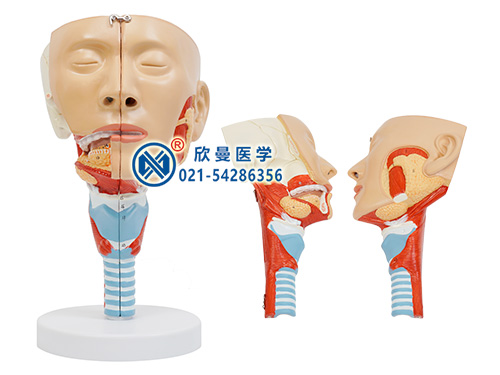 XM-516唾液腺及咽肌解剖模型