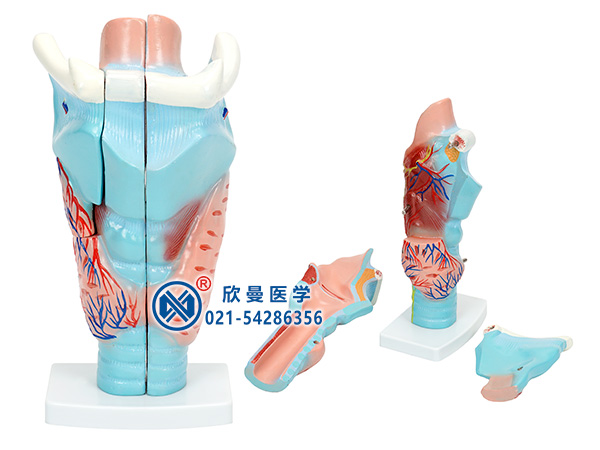 咽喉解剖模型