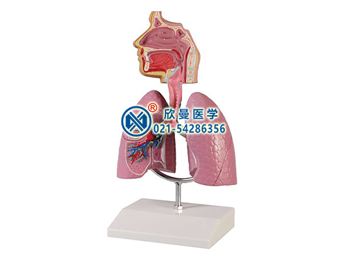 XM-537哮喘模型