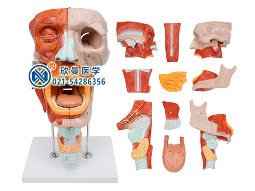 鼻口咽喉腔模型