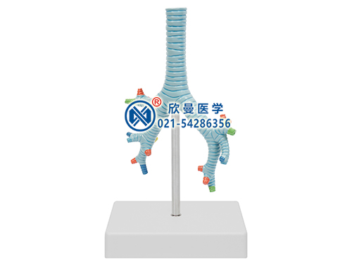 气管支气管及肺段支气管模型