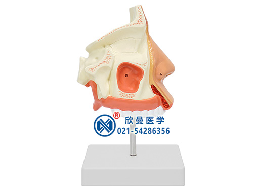 鼻腔解剖放大模型