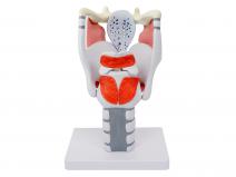 喉结构与功能放大模型