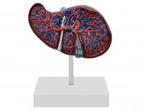 肝解剖模型-肝与胆囊模型