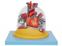 心肺与透明肺、气管、支气管树模型