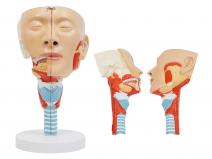 唾液腺及咽肌解剖模型（带数字标识）