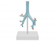 气管、支气管及肺段支气管模型