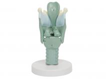 喉软骨模型