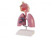 哮喘模型