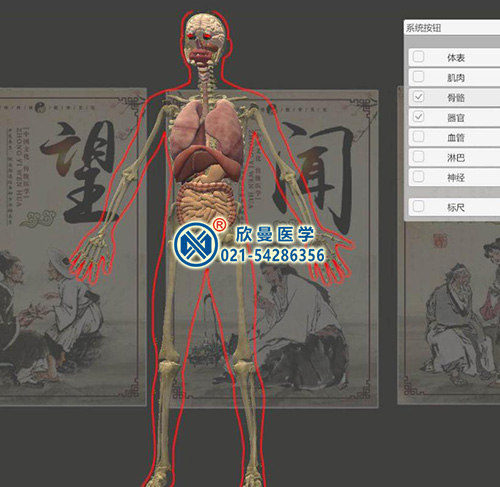 3D版多点触控中医经络腧穴解剖教学系统平台