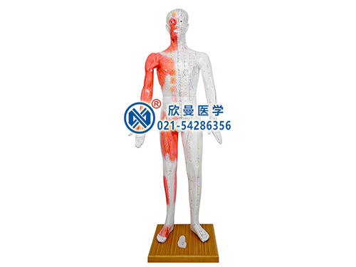 标准人体针灸穴位模型