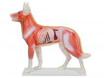 狗体针灸模型（动物针灸模型）