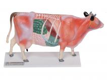 牛体针灸模型（动物针灸模型）