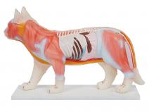 猫体针灸模型（动物针灸模型）